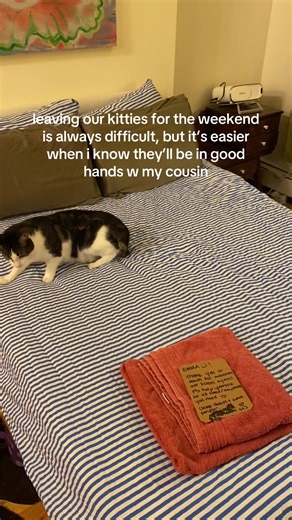 Artistic Cat Sitting Adventures: A Creative Experience