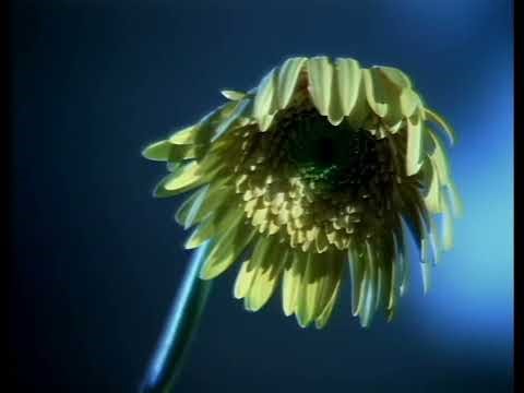 Mindjive - Package Design Music Video (upscaled)