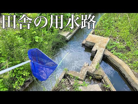 田舎の用水路でガサガサしてみた