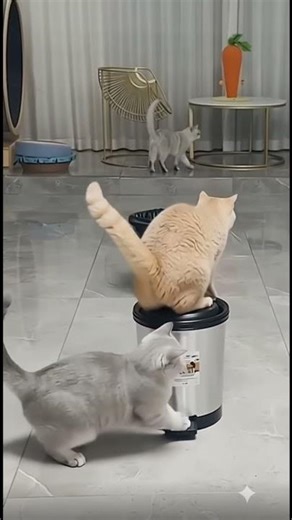 Cat's Prank Gone Wild: Trash Can Launcher Sends Friend Flying!