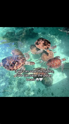 “One person won’t make a difference” - 8billion 1: not using ai. at all. 2: use ecosia instead of google, ecosia plants trees every 45 searches 3: use bottles you can refill and reuse 4: turn off the lights when not needed or when leaving a room. #savethepolarbears #polarbear #climatechange #robloxadoptmetrading #avatar