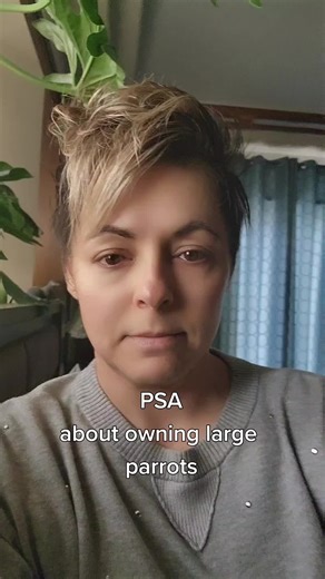 Owning Large Parrots: The Realities and Responsibilities