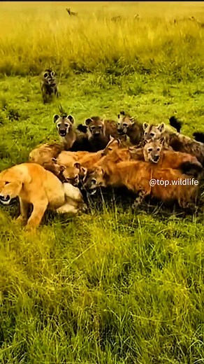 Lions vs. Hyenas: Grassland Confrontations Explained