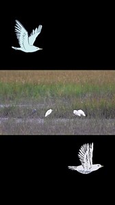 6.5K views · 43 reactions | Happy National Bird Day! Celebrate #NationalBirdDay this weekend with a birding trip. Here are some of our favorite parks for bird observing: Crooked River, Skidaway Island, Stephen C. Foster, Seminole, Smithgall Woods, James H. Sloppy Floyd, Chattahoochee Bend | Georgia State Parks & Historic Sites - Georgia DNR | Facebook