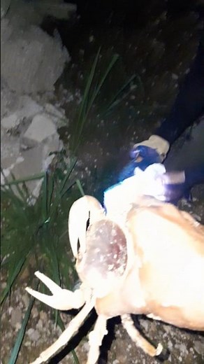 hunting jamaican land crabs #crabseason #crabhunting #1000subscriber