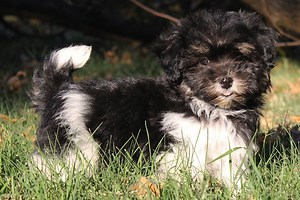 Havanese for Sale | Puppies | Pawrade.com
