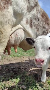 #cute #cutebaby #baby #toddler #farmer #farming #adorable #littlehelper #cow #cows #fyp #viral #usa #newyork #cowusa #livestockshow #stockshowlife #granddrive #marketsteer #showsteer #steershow #showcattle | Cow lover