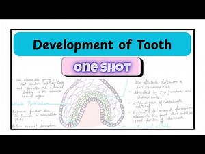 Development of Tooth | One Shot | Dental Histology