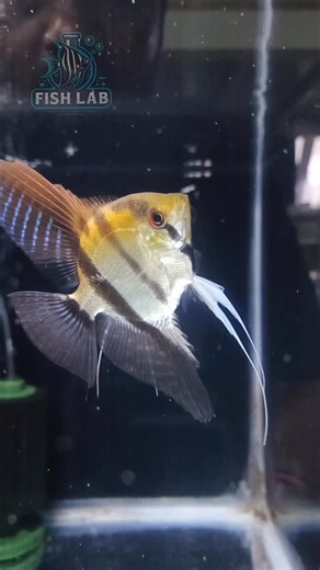 𝑭𝒊𝒔𝒉 𝑳𝒂𝒃 🇦🇪 on Instagram‎: "Silver Angels in motion ✨🐠 ##angelfish #aquariumlife #aquariumhobby #fishkeeping #abudhabi #alain #dubai #دبي #uae #العين"‎