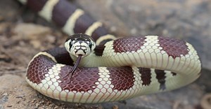 Kingsnake vs Rattlesnake: 6 Key Differences