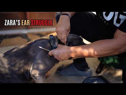 Dog Ear Infection & Yeast Build Up Explained (Zara's Ear Struggle)