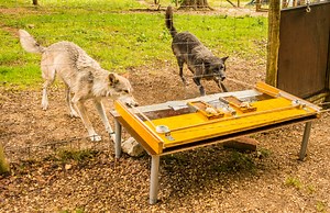 Wolves Are Better than Dogs at Working Together to Solve a Problem