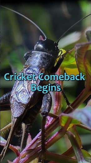 New life appears after the spider wipeout nearly ended the crickets.