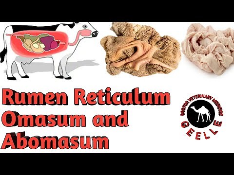 Rumen Reticulum Omasum and Abomasum|Veterinary