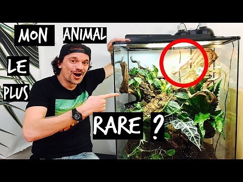 A SINGING GECKO IN YOUR HOUSE? TOOPET TUTORIAL