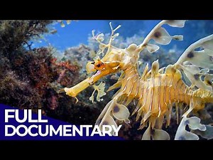 The Ocean: Where Life Begins | Under the Sea | FD Ocean