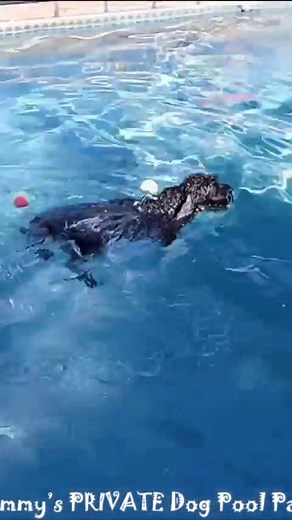 Pepper the cabapoo is swimming all by herself! We ditched the floatie to help her jump in, and the vest too once she showed that she is strong enough and confident enough to swim on her own! Yay Pepper!! 🌶❣ #rummysbeachclub #privatedogpool #dogpool #dogvacay #dogvacation #petvacation #swimmingdogs #swimmingdogsofinstagram #texasdogs #dogsoftexas #houstontx #swimdog #swimwithyourdog #privatedogpark #alldogswelcome #dogouting #dogjumping #dogdiving #doglover #dogfriendly #alldogsmatter #dogslovew