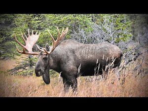 Tribute to a Large Bull Moose who was Killed in a Fight with another Bull Moose