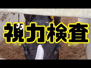 牛の視力検査