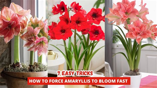 The secret to getting your amaryllis to bloom every time