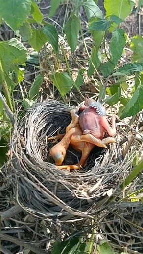 50K views · 356 reactions | P#787 | Review mother bird feeding her chicks in the nest | the babies bird are adorable! | Parent birds brings food to feed their babies #birdlovers #motherbird #babybird #birdsounds #birdnest #naturelover #birdphotography #birdsofinstagram #birdwatching #birds #reviewbirdnest | Luck16 | Facebook