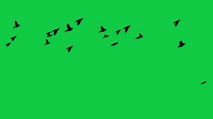 Download birds flock flying fast 2d animation on green screen background for free