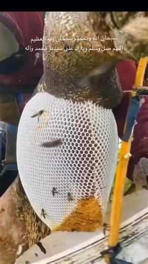 ‎Mohamed Magdy | صلى على النبي‎ on Instagram‎: "من قال حين يأوي إلى فراشِه : ( لا إله إلا اللهُ وحده لا شريك له ، له الملكُ ، وله الحمدُ ، وهو على كلِّ شيءٍ قديرٌ ، لاحولَ ولا قوةَ إلا بالله العليِّ العظيمِ ، سبحان اللهِ، والحمدُ لله ، ولا إله إلا اللهُ ، واللهُ أكبرُ ).. غُفِرَتْ له ذنوبُه ولو كانت مثلَ زَبَدِ البحرِ. #عبدالباسط_عبدالصمد #قرآن #قران_كريم #اللهم_صل_وسلم_وبارك_على_نبينا_محمد_وآله #اللهم_انك_عفو_تحب_العفو_فاعف_عنا"‎