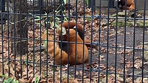 5.1K views · 614 reactions | The red panda family is frolicking its...