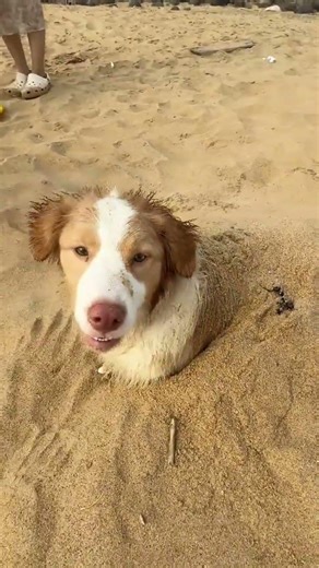 Puppy Sphinx's Playful Days: A Must-Watch for Pet Lovers