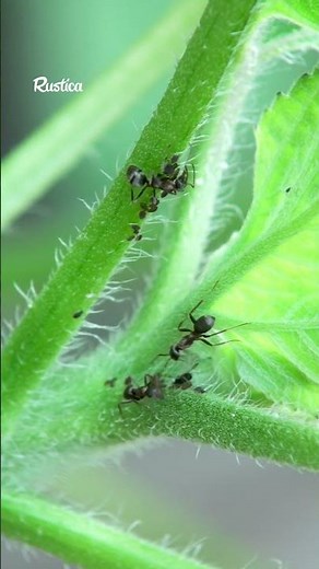 Ants: friends or enemies of the garden?