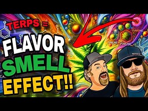 Cannabis Terpenes 101: An In-Depth Look at Flavor, Aroma, & Effects
