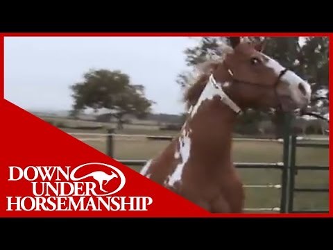 Clinton Anderson: Headshy: A Fundamental Fix, Part 1 - Downunder Horsemanship