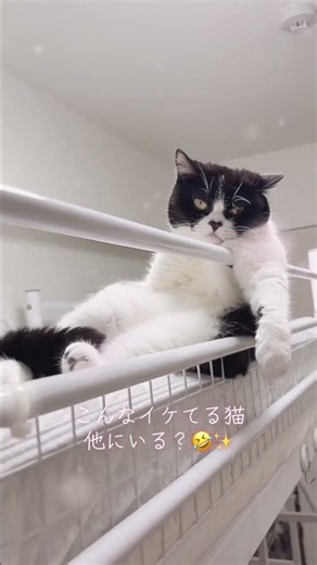 爆イケ擬人化脳内変換しながら見てね🤣😍🤭❤️絶対中に人入ってる猫😒✨️🤣cllabVIBYMilightバイビーMilightVIBY