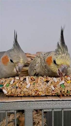 4.1K views · 311 reactions | Yum yum, parakeets approved! | RIO Friends Club | Facebook