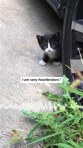 Over half a million cats live outside in NYC - and their story reveals deeper cracks in our city’s systems. Underfoot is a new podcast by Flatbush Cats exploring the hidden cat issue in NYC, and how we can solve it. 🐾 | Flatbush Cats