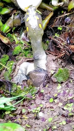 What's turtle head meaning? #fishtok #babyturtle #turtle #4upage #fpyシ #funnyvideos