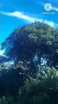 From the Top to the Valley 🌿 | Doddabetta to Ooty Bus Ride #travelvlog #ooty #roadtrip #coonoor