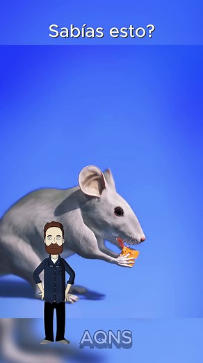 Toxoplasmosis: El peligro del parásito en ratones