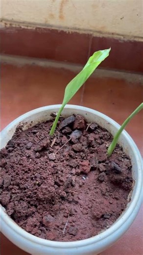 Growing organic turmeric at home #turmeric #gardening #madhuscorner