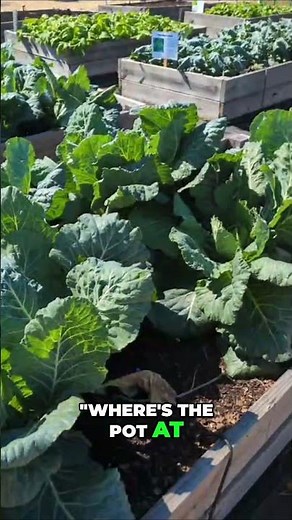 Giant Collard Greens & Broccoli Harvest: Gardening Success #shorts