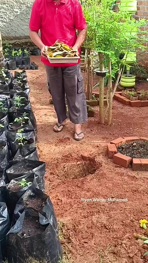 Menanam sistem hugelkultur | Gardening TikTok