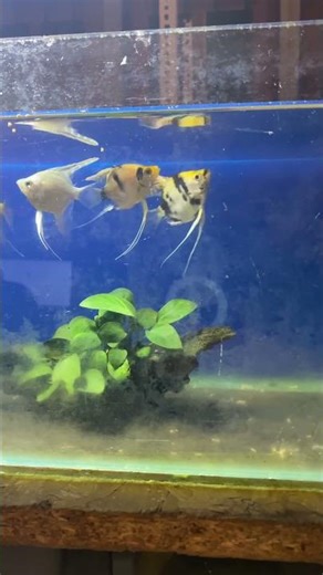 How I Feed My Picky Angelfish 🍽️ #shorts