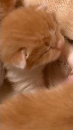 Hungry Kitten Wakes Up His Brothers | Too Cute! | Animal Planet