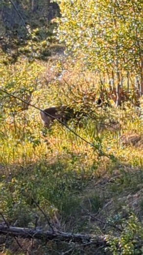 First reindeer spotted in my life! 📍Jokkmokk.