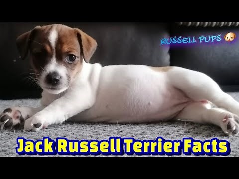 Jack Russell Terrier Facts