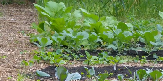 Georgia female farmers lose grant money under cuts to USDA DEI programs