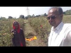 Netsurf biofit product ke shandar result gulab ke kheti me