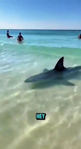 Giant Shark Attack Caught on Beach Camera! 🦈#shorts #viral #SharkSighting #BeachAttack