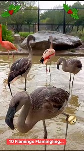 10 Flamingos flamingling. Or commingling. Our flamboyance of flamingos is comprised of both Carribean & Chilean flamingos. The gray colored birds are considered “chicks” as they less than a year old. They will molt a couple more times before achieving their adult plumage. When they do, they will be easy to spot as they will be a pale pink in contrast to the Caribbean’s almost coral color. | Frank Buck Zoo