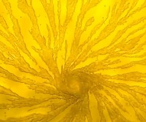 These Strange Amoeba Divide, Recombine, and Sacrifice Themselves